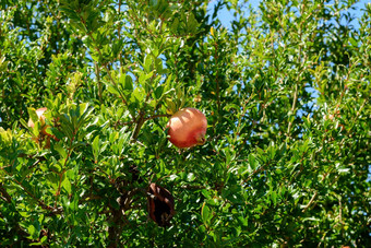 成熟的石榴水果punicagranatum树夏天特写镜头