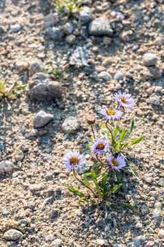 高山花苔原世界自然小道岩石山国家公园科罗拉多州