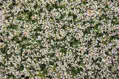 毯子白色花红杉资本国家公园加州