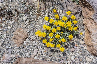 黄色的花ground-clingingvegetaion阿利平区庞大的山加州