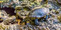 坎伯兰滑块乌龟走受欢迎的热带宠物湿地美国