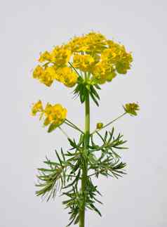 柏树大戟大戟科cyparissias