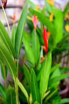 新鲜的红色的海里康属植物花模糊绿色叶子背景