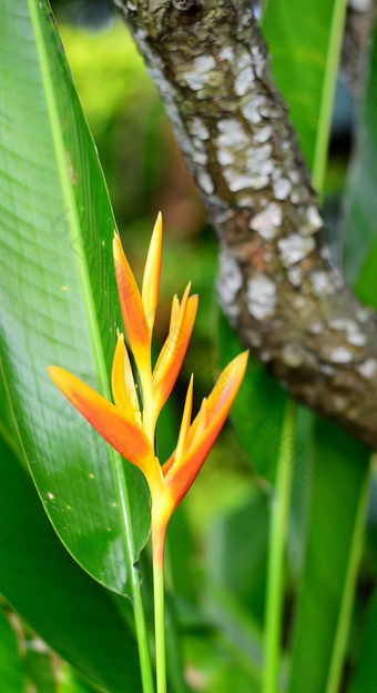 新鲜<strong>的</strong>黄色<strong>的海里</strong>康属<strong>植物</strong>花木树皮背景