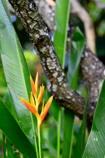 新鲜<strong>的</strong>黄色<strong>的海里</strong>康属<strong>植物</strong>花木树皮背景