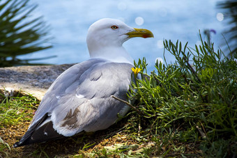 海鸥坐在岩石海灌木