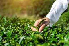 女人挑选茶叶子手绿色茶农场