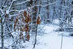 冬天季节森林棕色（的）橡木叶子挂树分支覆盖白色雪森林背景