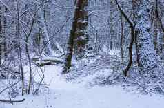 野生森林景观风景冬天季节荷兰森林覆盖白色雪