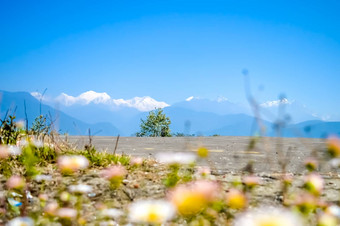 干城章嘉峰山范围佩林停机坪前风景优美的视图山干城章嘉峰地区喜马拉雅山脉尼泊尔拍摄模糊的花前景