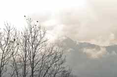 森林树山背景冬天景观的观点山树云杉山森林雾日出美丽的秋天风景欧洲夏天景观瑞士阿尔卑斯山脉日出