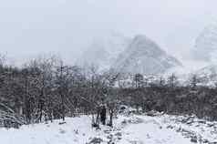 白色雪场霜森林树冷冬天明亮的阳光明媚的一天遥远的喜马拉雅山脉范围背景风景如画的华丽的场景冷淡的一天发现美降雪