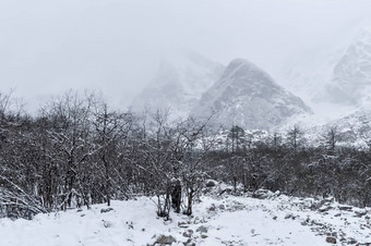 白色雪场霜森林树冷冬天明亮的阳光明媚的一天遥远的喜马拉雅山脉范围背景风景如画的华丽的场景冷淡的一天发现美降雪