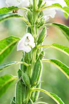 芝麻高年度草本植物