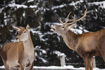 罗伊鹿高贵的鹿阉割过的雄鹿冬天雪