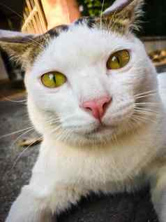 白色猫黄色的眼睛坐着地板上