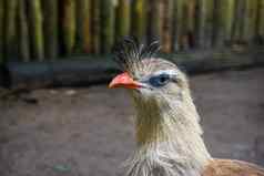 美丽的冠毛犬cariama脸特写镜头热带鸟亚马逊巴西