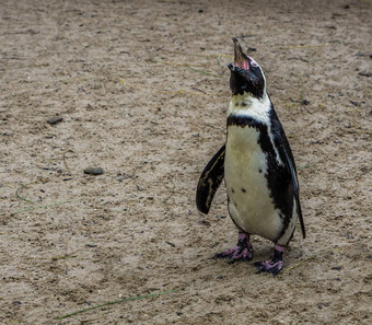 非洲企鹅开放嘴尖叫有趣的动物肖像濒临灭绝的鸟specie海岸非洲