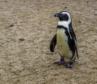 肖像非洲企鹅站站濒临灭绝的鸟specie海岸非洲