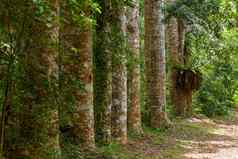 小巷大树琥珀色的山马达加斯加