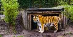 西伯利亚老虎站前面小屋相机濒临灭绝的动物specie俄罗斯