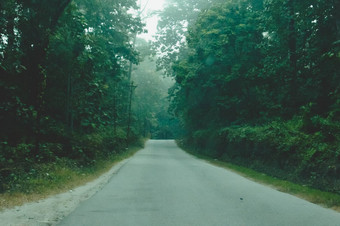 神秘的多雾的森林路天哪马纳利高速公路阳光<strong>农村</strong>风景空<strong>农村</strong>污垢湿路领先的树郁郁葱葱的树叶旅行<strong>旅游</strong>自然背景概念