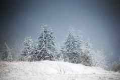 冬天景观雪冷杉树山