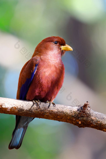 鸟broad-billed辊马达加斯加野生动物