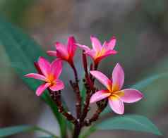粉红色的花鸡蛋花plumeria马达加斯加