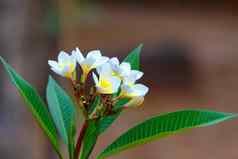 白色花鸡蛋花plumeria马达加斯加