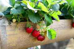 新鲜的甜蜜的草莓水果发光竹子管