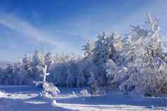 常绿皮毛树松树覆盖雪夏娃圣诞节