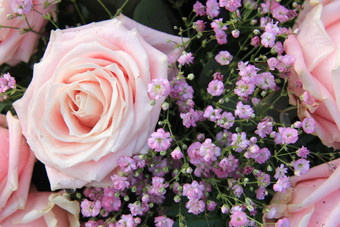 大粉红色的玫瑰花安排