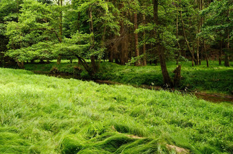 美丽的绿色夏天梅多斯森林草