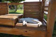 懒惰的white-red猫睡觉木板凳上绿色草坪上背景