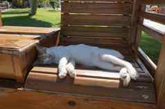 懒惰的white-red猫睡觉木板凳上绿色草坪上背景