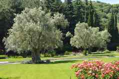 玫瑰布什橄榄树美丽的公园公园路径