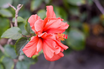 chaba花芙蓉蔷薇-中华中国人玫瑰红色的颜色盛开的早....阳光热带花园绿色背景复制空间房间文本一边图像