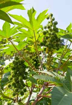 castor豆植物生物燃料乙醇