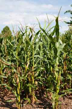 玉米玉米种植乙醇生产