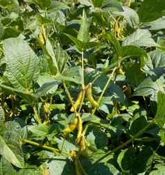 大豆豆荚日益增长的农场生物柴油
