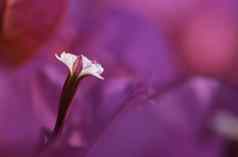 叶子花属单雄蕊特写镜头紫色的花
