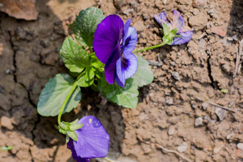 野生堇型花花日益增长的阳光心形紫罗兰色的花瓣绿色叶子心皮特写镜头公园
