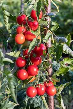 成熟的婴儿Tomatos日益增长的花园