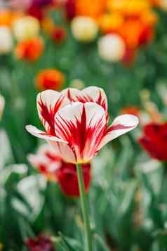 美丽的郁金香花郁金香场春天