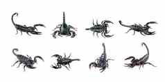 集团蝎子孤立的白色背景昆虫动物