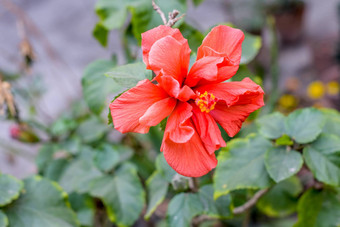 chaba花芙蓉蔷薇-中华中国人玫瑰红色的颜色盛开的早....阳光热带花园绿色背景复制空间房间文本左一边图像