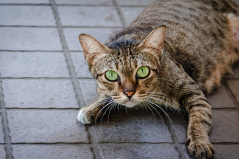 棕绿色猫绿色眼睛