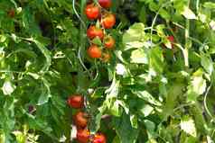 新鲜的西红柿成长树桩
