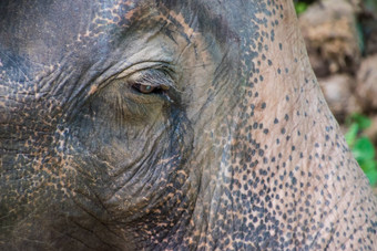肖像亚洲丛林大象厚皮肤